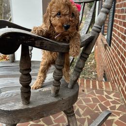 Pink - Apricot female Goldendoodle puppy in Mint Hill, North Carolina from DoodleForever