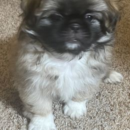 Pekingese Puppies from Millennium Falcon Kennels