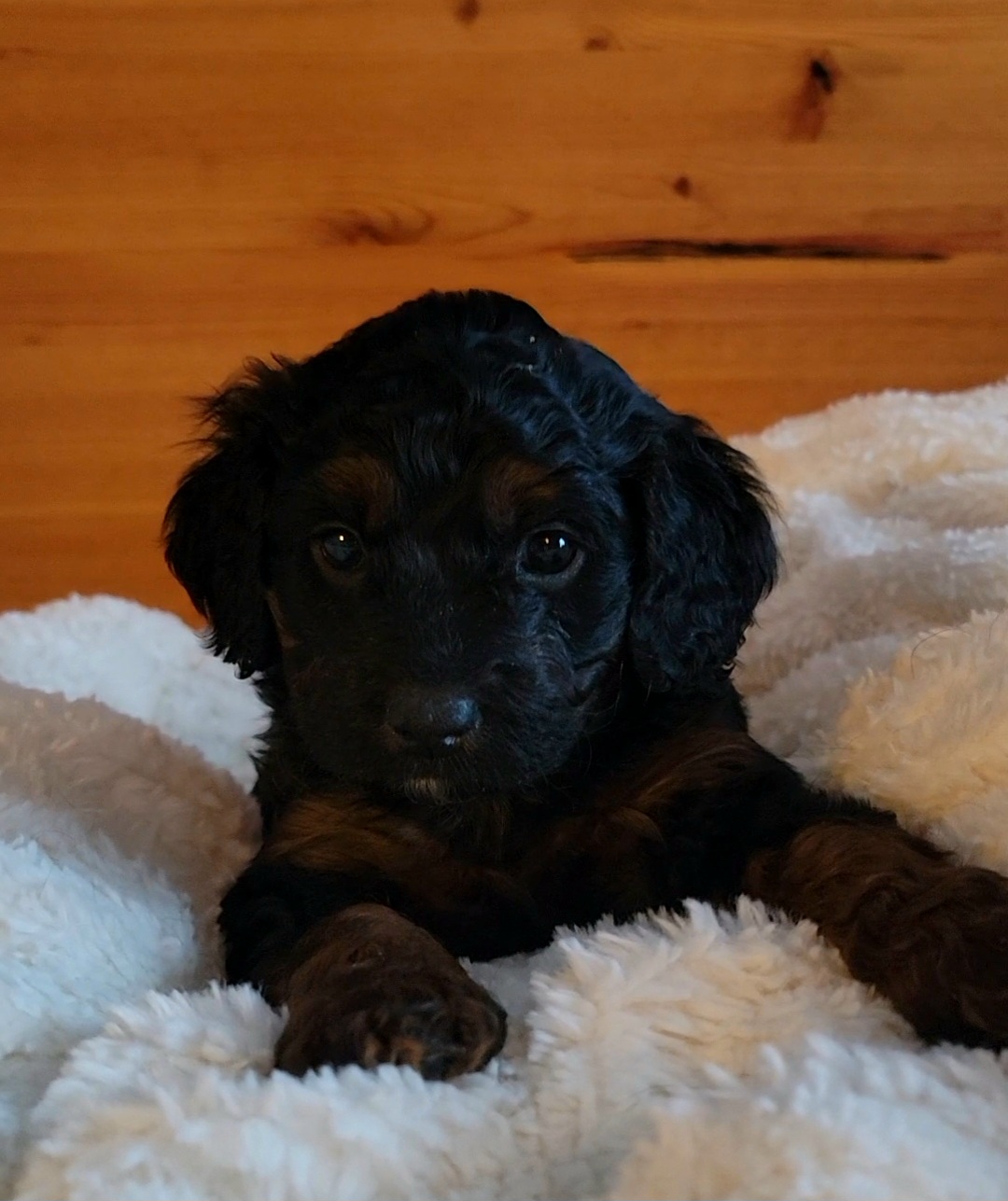 Sally - Phantom Bernedoodle puppy in Centerville, Utah from Reid Wasatch Doodles