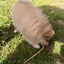 Teddy - Beaver sable male Pomeranian puppy in Garvin, Oklahoma from Hochatown Awesome Aussies
