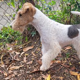 Wire Fox Terrier All Grown Up from Kaunala Wire Fox Terriers