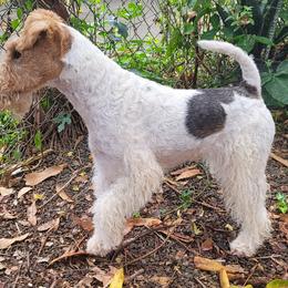 Wire Fox Terrier All Grown Up from Kaunala Wire Fox Terriers