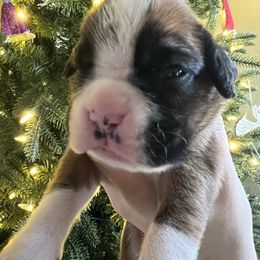 Flashy fawn female with dot - Fawn female Boxer puppy in Enon, Ohio from Diamond Lane Boxers