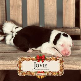 Jovie - Gray and white female Old English Sheepdog puppy in Cleveland, Tennessee from Narrow Path Old English & Sheepadoodles
