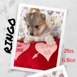Ringo - Wolf sable male Pomsky puppy in Marshall, Minnesota from Miles of Smiles Pomskies