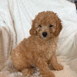 Sage - Apricot male Cavapoo puppy in Sherwood, Michigan from Patrick's Puppies