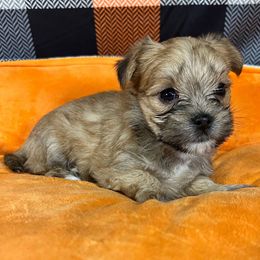 Groot - Chocolate male Morkie puppy in Stockbridge, Georgia from Jenn’s Georgia Morkies and Biewer Terriers