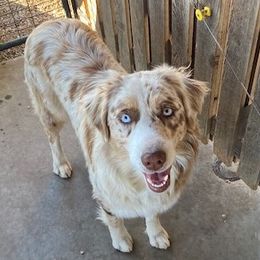 Poppy - Australian Shepherd