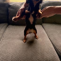 Dachshund puppies from Sunshine’s Dachshunds