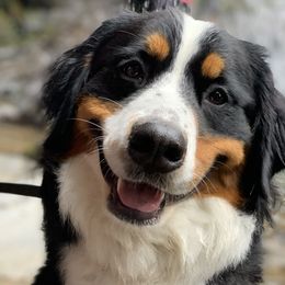 Darlin - Bernese Mountain Dog