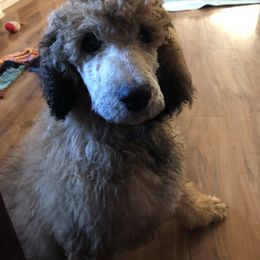 Poodle Puppies from Joy’s Logan Creek Poodles