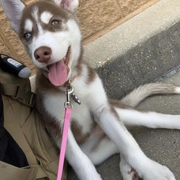Siberian Husky Puppies from Bella's Working husky