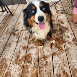Bo - Miniature Australian Shepherd