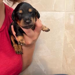 Sadie - Black and tan female Dachshund puppy in Southwest Ranches, Florida from Breezy Florida Dachshunds