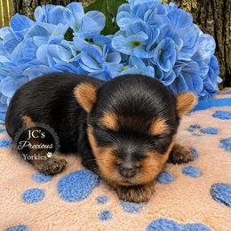 Ziggy - Black and tan male Yorkshire Terrier puppy in Essexville, Michigan from John's Yorkshire Terriers