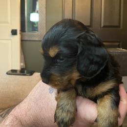 Dachshund Puppies from Desert Dachshunds