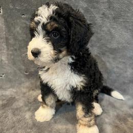 Dozer - Tri-color male Bernedoodle puppy in Battle Creek, Michigan from T-Rose’s Bernedoodle & Pomsky Puppies