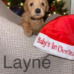 Layne - Labradoodle puppy in Warfordsburg, Pennsylvania from Black Oak Forrest Doodles