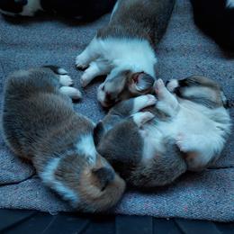 Pembroke Welsh Corgi Puppies from Gary's Pembroke Welsh Corgis