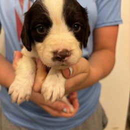 Girl 2 - Liver and white female Brittany puppy in Rhoadesville, Virginia from HOMESCHOOLED BRITTANYS LLC