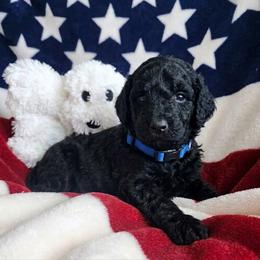 Poodle Puppies from Patriot Noble Paws