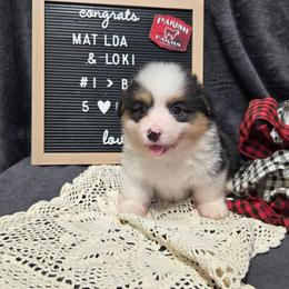 1 blue collar boy - Black and tan male Pembroke Welsh Corgi puppy in Harrisburg, Illinois from Parish Corgis