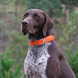 Blaze - German Shorthaired Pointer