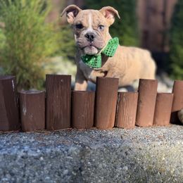 Chuck - Brindle male Bulldog puppy in Marysville, Washington from English Bulldogs WA