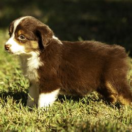 Girl 2 - Red tri-color female Miniature American Shepherd puppy in Franklinville, North Carolina from Fine Hill Miniature Americans
