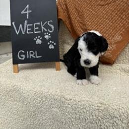 Yellow - Black and white female Sheepadoodle puppy in Whittier, California from HOUSE OF DOODLES