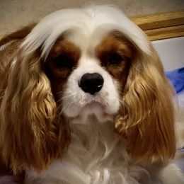 ONION  - Cavalier King Charles Spaniel