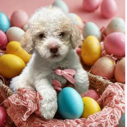 Green Girl - White female Lagotto Romagnolo puppy in Chicago, Illinois from Midwest Lagotto Romagnolo