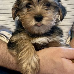 Assorted Doodle Crosses, Double Doodle, Maltipoo, Morkie, and Yorkipoo Puppies from Danza Bolo