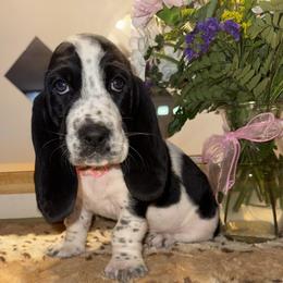 Eva - Black and white female Basset Hound puppy in Pilot Mtn, North Carolina from Lowdown Love Basset Hounds