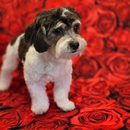 Maltipoo All Grown Up from Tiffany Akins