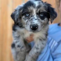 Charlie  (Blue collar) - Blue merle male Australian Shepherd puppy in Coulee City, Washington from Mr and Mrs Doodle Farm