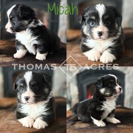 Micah - Black and tan male Pembroke Welsh Corgi puppy in Raymond, Illinois from Thomas Acres