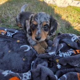 Bo - Black and tan male Dachshund puppy in Yacolt, Washington from Cassiopeia Doxies