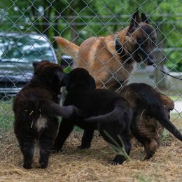 German Shepherd Puppies from Zwinger Vom Rabenauge