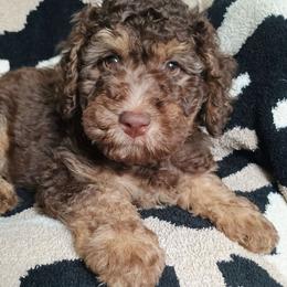 Grace - Phantom female Bernedoodle puppy in Marion County, Ohio from Hatten Homestead Kennels