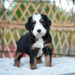 Aster - Tri-color female Bernedoodle puppy in Spokane, Washington from Lilac City Doodles