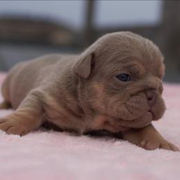 Snowflake - Lilac tri-color female Bulldog puppy in Warsaw, New York from Hillview Kennels