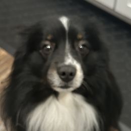 Houston - Miniature American Shepherd