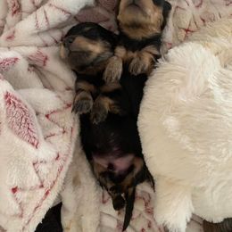 Dachshund Puppies from Upper Rock Creek Dachshunds