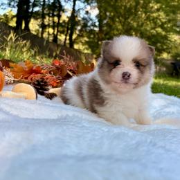 Halo - Blue sable male Pomeranian puppy in Atlanta, Georgia from Merle Paws Pomeranians