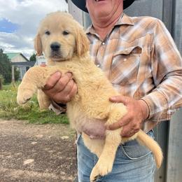 Big Jake - Golden male Golden Retriever puppy in Concho, Arizona from Red Sky Ranch