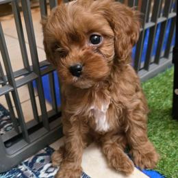 Cheese Nip - Red male Cavapoo puppy in Arkansas from Brew House