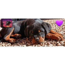 Rottweiler Puppies from Sunset State Rotts