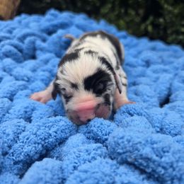Lip - Harlequin male Great Dane puppy in Granby, Missouri from HCR Great Danes