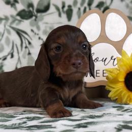 Loot - Chocolate and tan male Dachshund puppy in Dothan, Alabama from Little House Pups